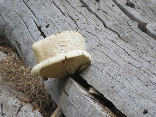 iNaturalist observation photo of Giant Sawgill