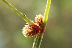 Cyperus subsquarrosus