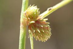 Cyperus subsquarrosus
