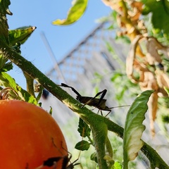 Leptoglossus zonatus