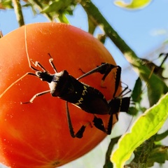 Leptoglossus zonatus