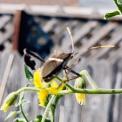 Leptoglossus zonatus