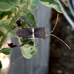 Leptoglossus zonatus