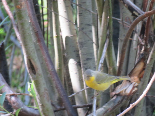 iNaturalist observation photo of Nashville Warbler