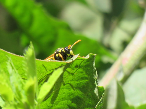 iNaturalist observation photo of European Paper Wasp