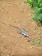 Salvator merianae merianae