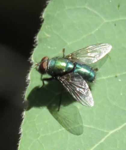 iNaturalist observation photo of Greenbottle Flies