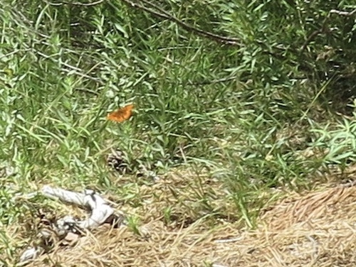 iNaturalist observation photo of Greater Fritillaries