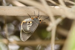 Coeliades anchises