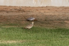 Ortygornis pondicerianus