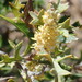 Grevillea ramosissima - Photo (c) Margaret Donald, algunos derechos reservados (CC BY-NC-ND)
