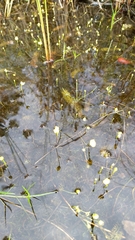 Utricularia intermedia