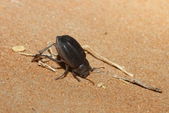 Pimelia arabica