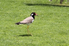 Vanellus indicus