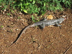 Salvator merianae merianae