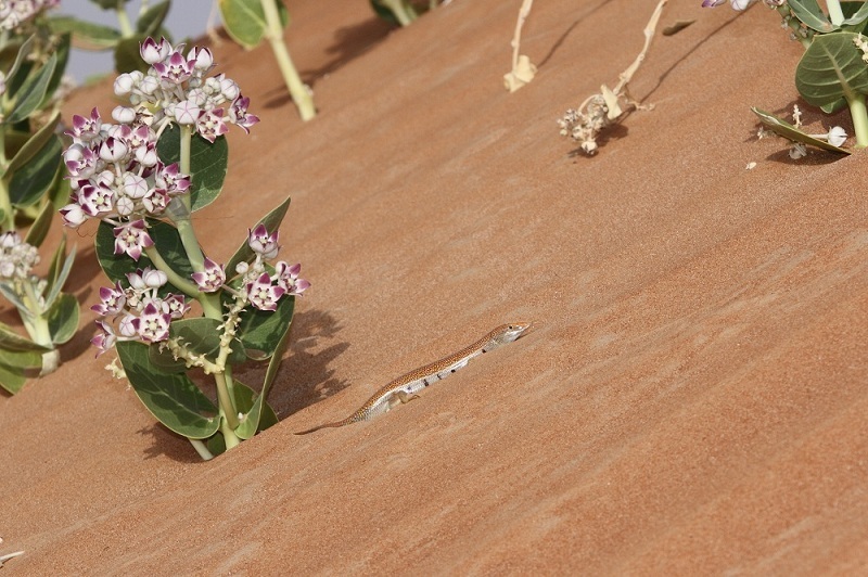 Eastern Skink from Mbazzarah Al Khadra - Abu Dhabi - United Arab ...