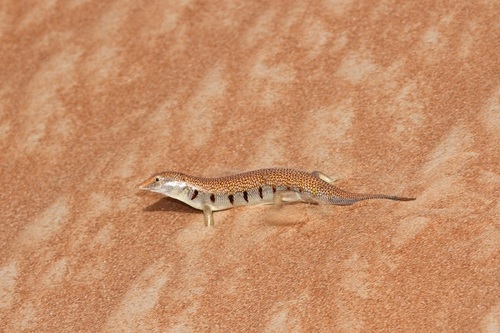 Arabian Sand Skink