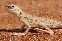 Phrynocephalus arabicus