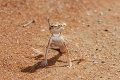 Phrynocephalus arabicus