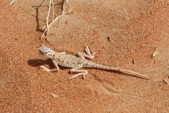 Phrynocephalus arabicus