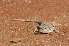 Phrynocephalus arabicus