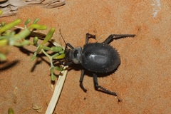 Prionotheca coronata