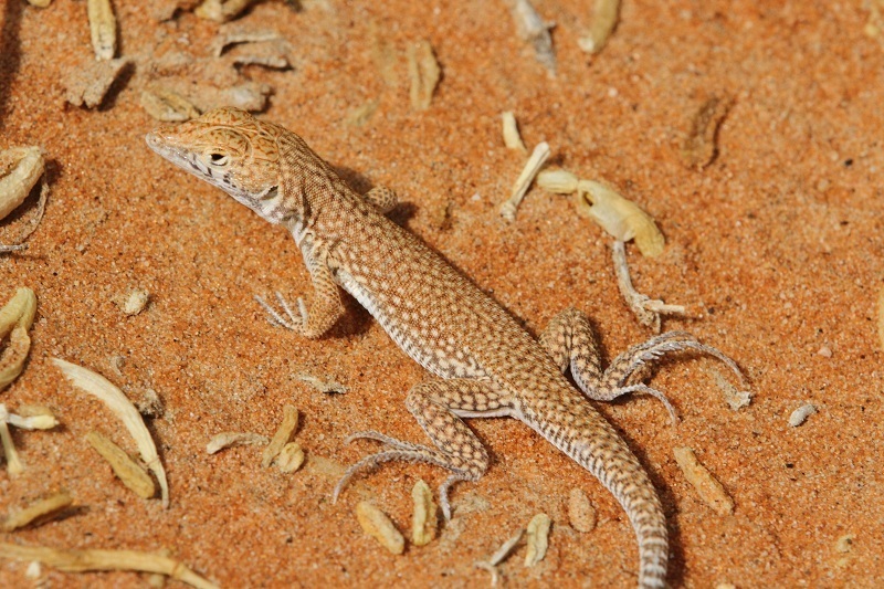 ウェア Fin-ch Floreana5-LIZARD Schmidt's Fringe-fingered Lizard (Acanthodactylus schmidti