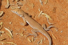 Acanthodactylus schmidti