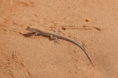 Acanthodactylus schmidti
