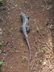 Salvator merianae merianae