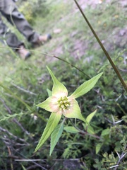 Euphorbia schiedeana