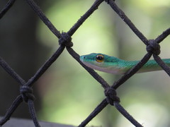 Leptophis ahaetulla