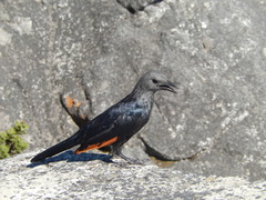 Onychognathus morio morio