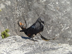 Onychognathus morio morio