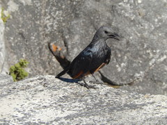 Onychognathus morio morio