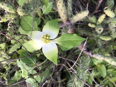 Euphorbia schiedeana
