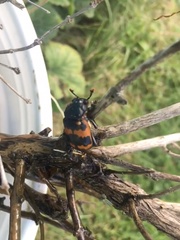 Nicrophorus investigator