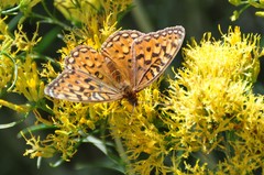 Speyeria coronis halcyone