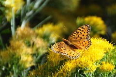 Speyeria coronis halcyone