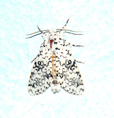 Pantheinae