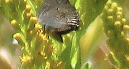 iNaturalist observation photo of Hedgerow Hairstreak