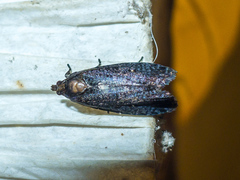 Cryptaspasma