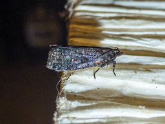 Cryptaspasma