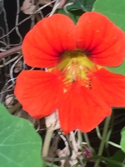 Tropaeolum majus