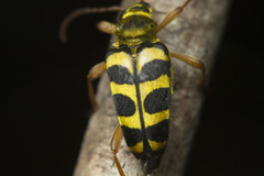 Strophiona laeta