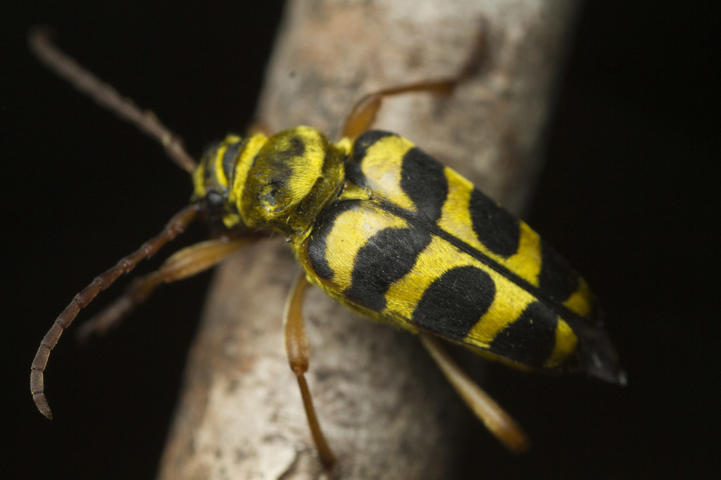 Strophiona laeta