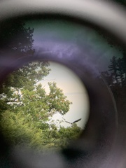 Haliaeetus leucocephalus washingtoniensis