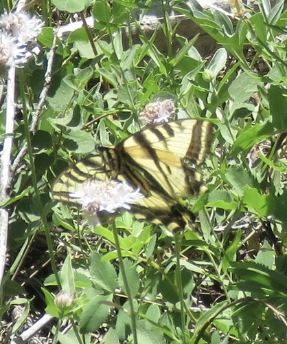 iNaturalist observation photo of Pale Swallowtail