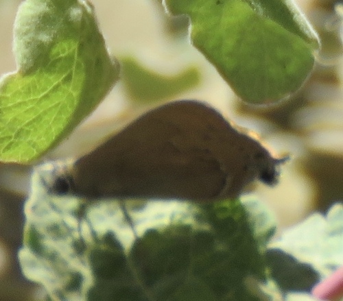 iNaturalist observation photo of Hedgerow Hairstreak