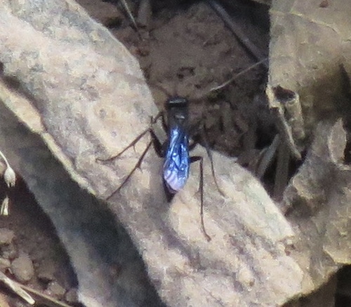 iNaturalist observation photo of Spider Wasps